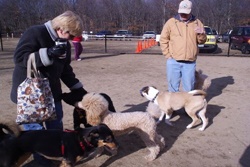people in Blydenburgh dog park watching their dogs play, dog parks near the Hamptons